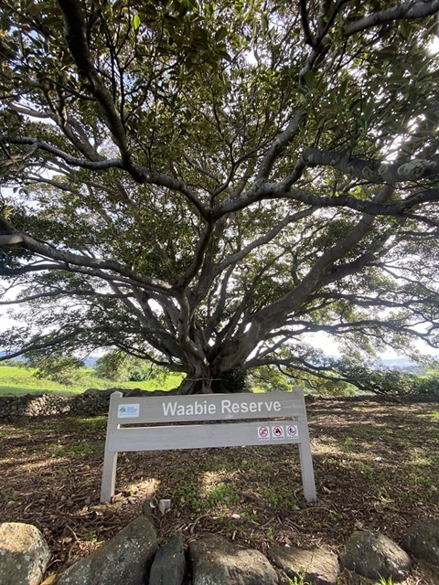 Waabie Reserve fig tree
